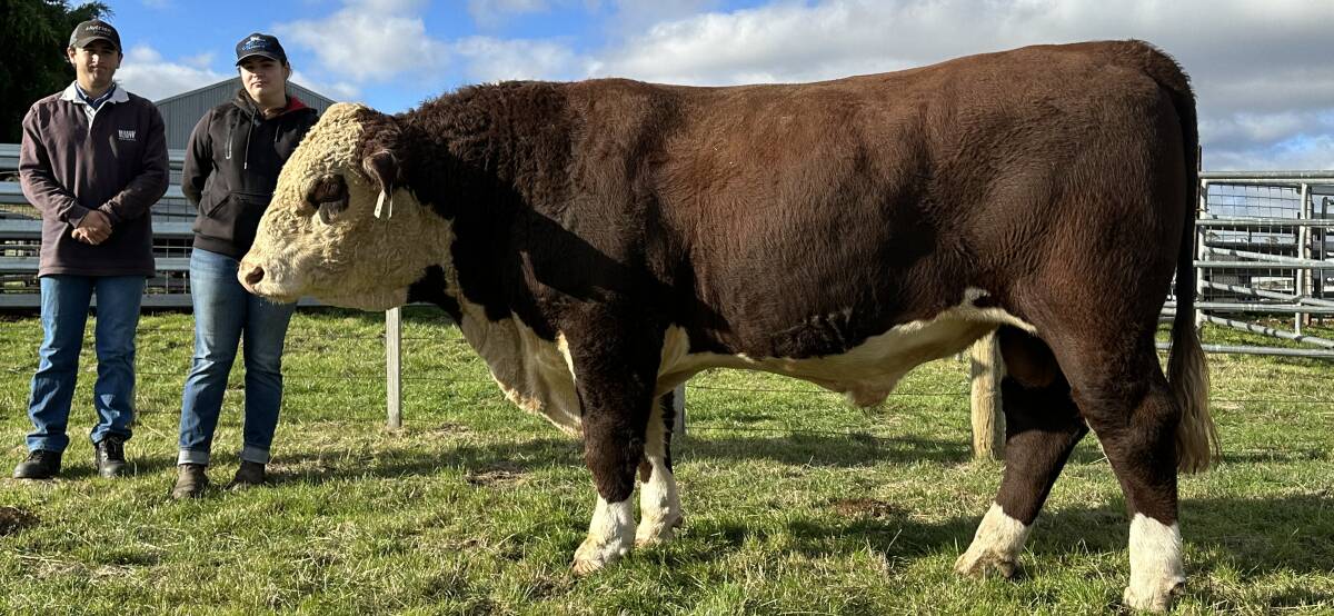 Jack and Tara Davie, Guilford Poll Herefords, pictured with Lot 4, Guilford Stockman S077. Picture supplied