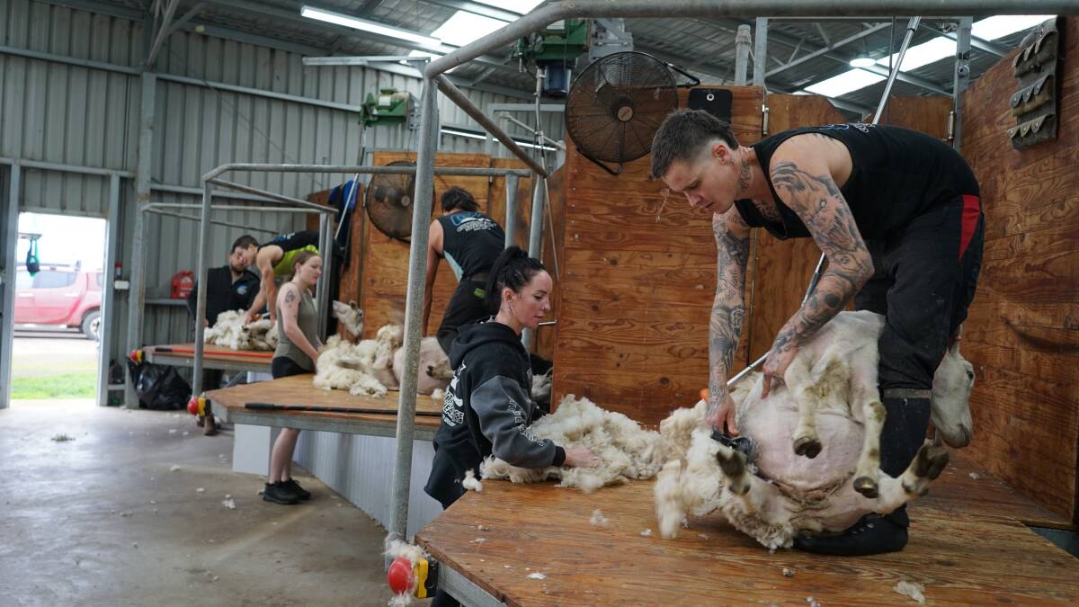 Newer shearing plants include safety technology that will cut off power when lock ups happen to help prevent workplace accidents. Picture by Rachel Simmonds
