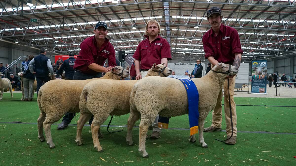 Rene stud principal Scott Mitchell, Harry Twining and Nathan Gunson showed top-quality Charollais at the Australian Sheep & Wool show. Picture by Rachel Simmonds