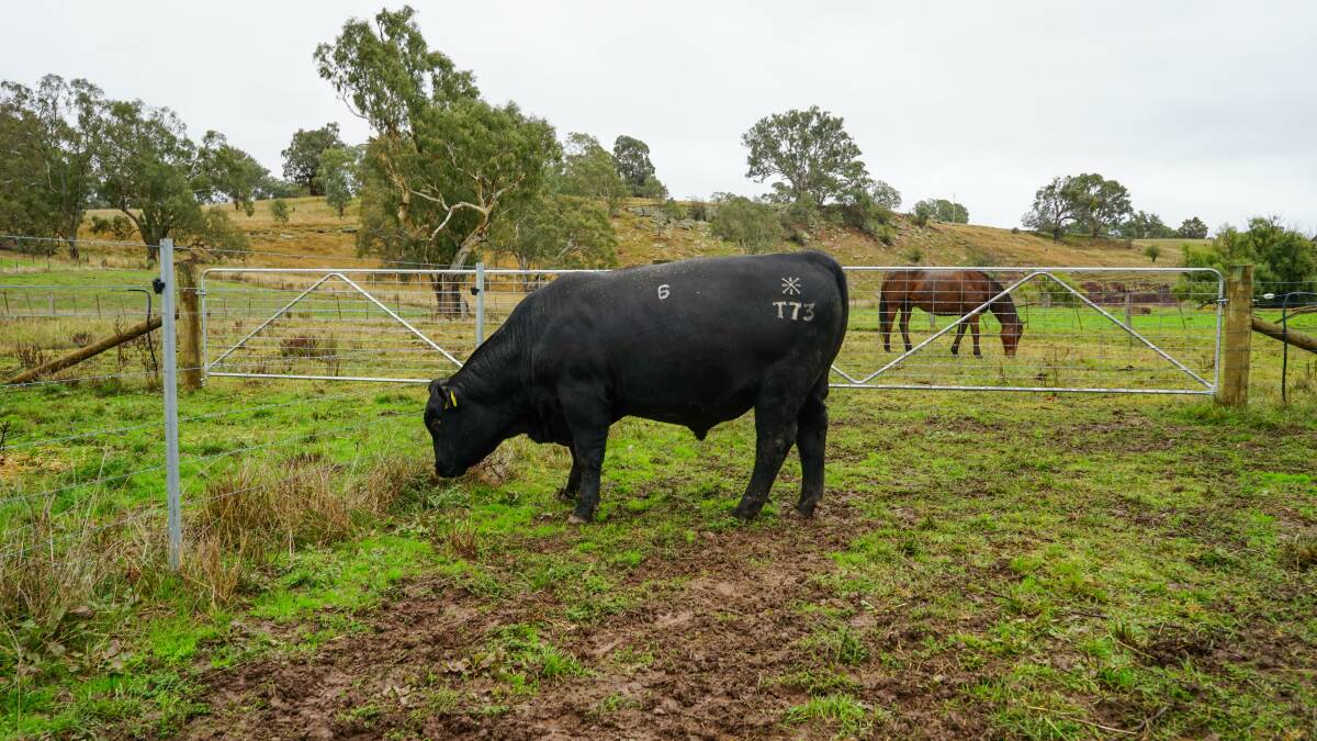 Riga Angus bull finds a home in the hills at Kongwak