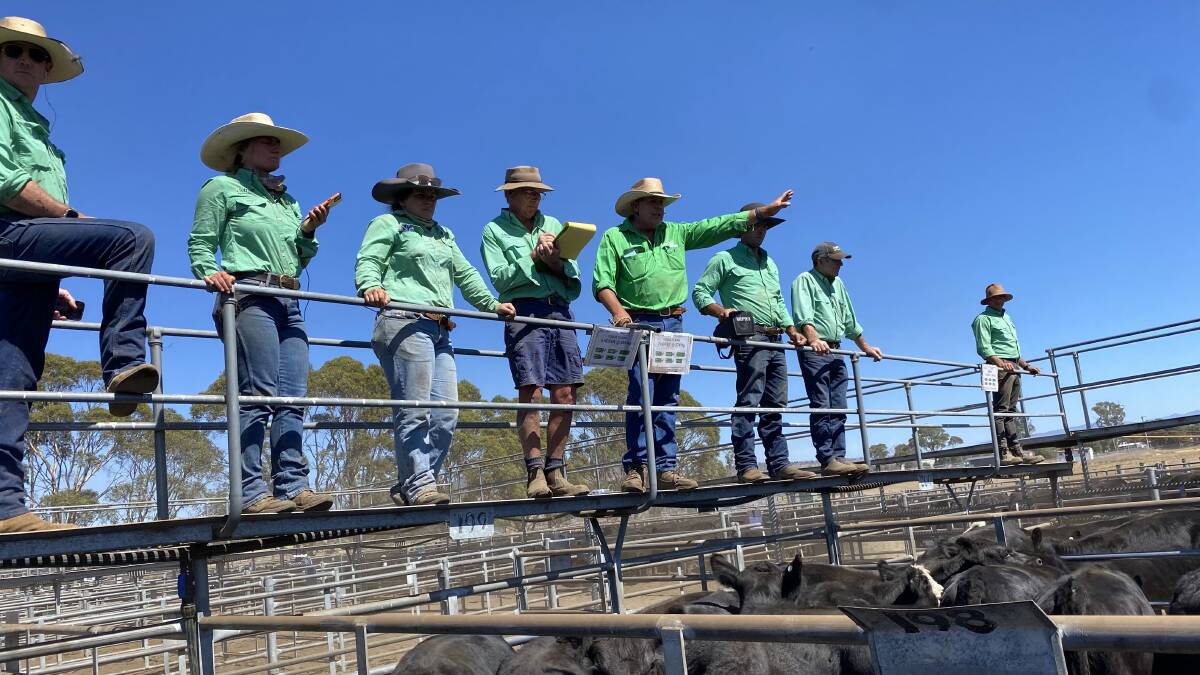 Powranna livestock agents yarded 4600 head of cattle at its first weaner sale of the year on Thursday. Picture supplied