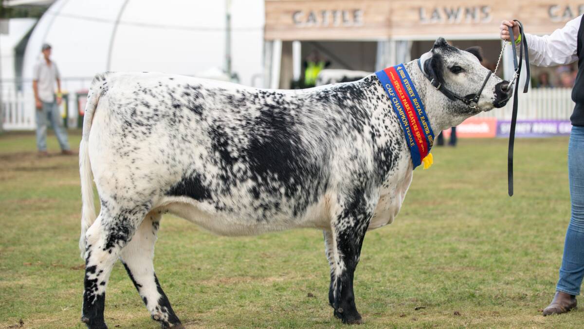 Black Diamond has sold its calf champion to Epic Speckle Park stud, Penola, SA. Picture supplied