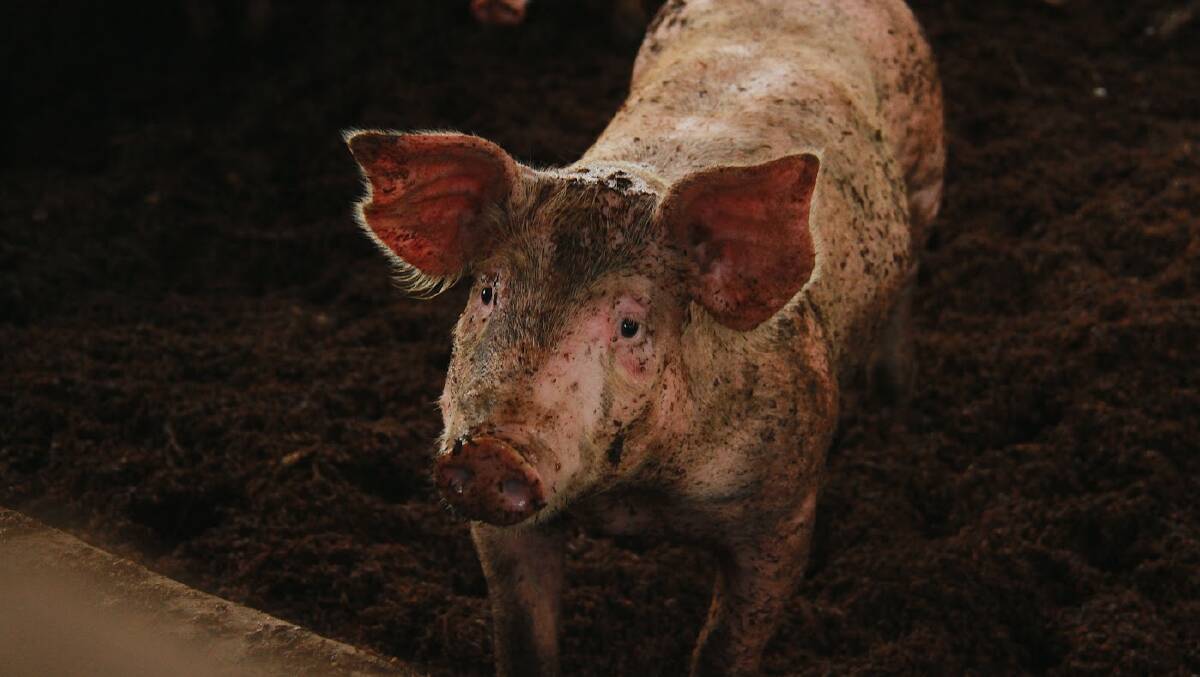 A northern Victorian farmer is facing fines and will be unable to own pigs for two years after he pleaded guilty to animal welfare charges. Picture via Shuttershock