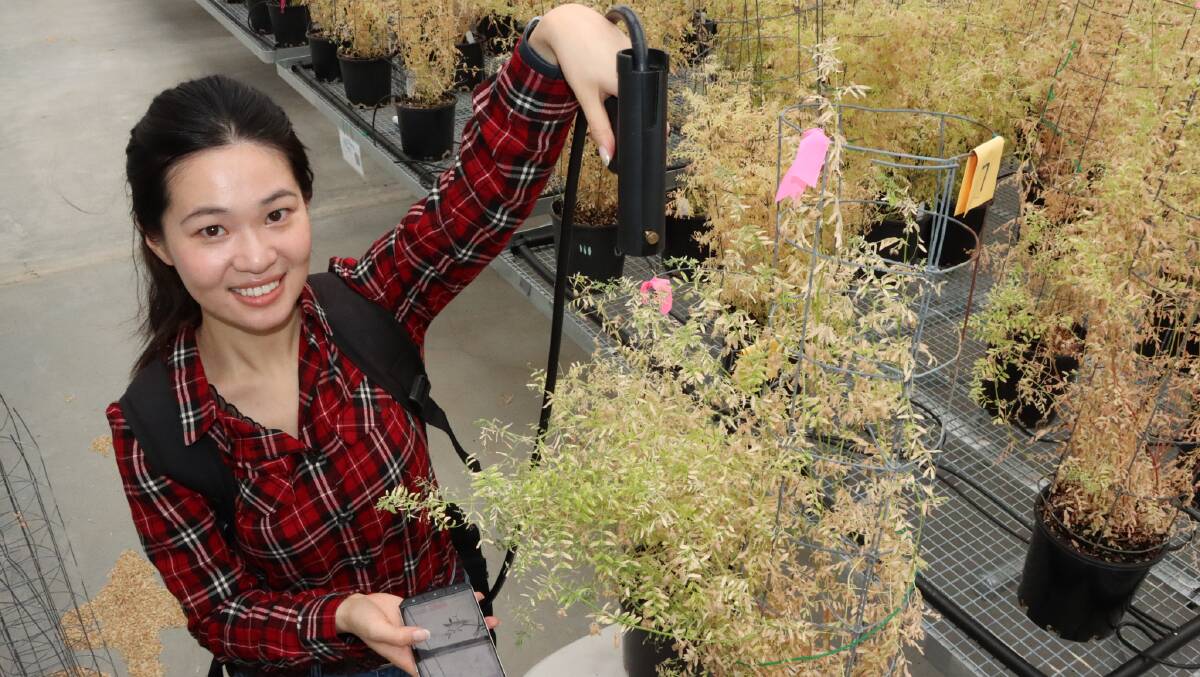 PhD student and remote sensing specialist Danielle Yidan Tang uses sensors, cameras and satellite images to monitor lentil and faba bean crops from flowering to harvest. Picture supplied