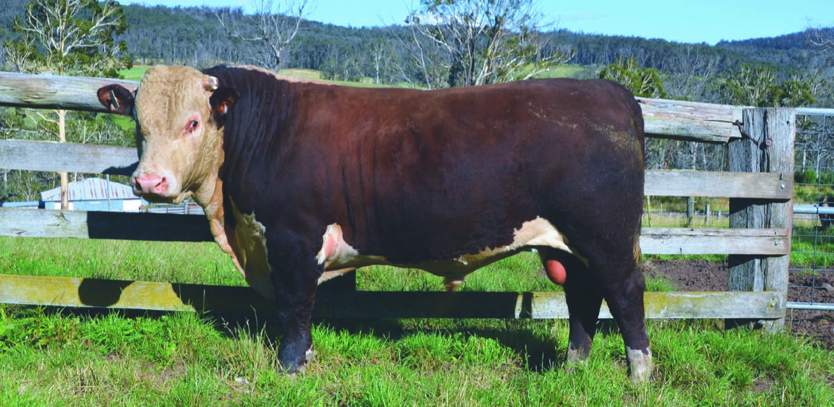 Karoonda Park Hereford stud at Gelantipy has sold Lot 3 to Hawkesdale producers for $30,000. Picture supplied