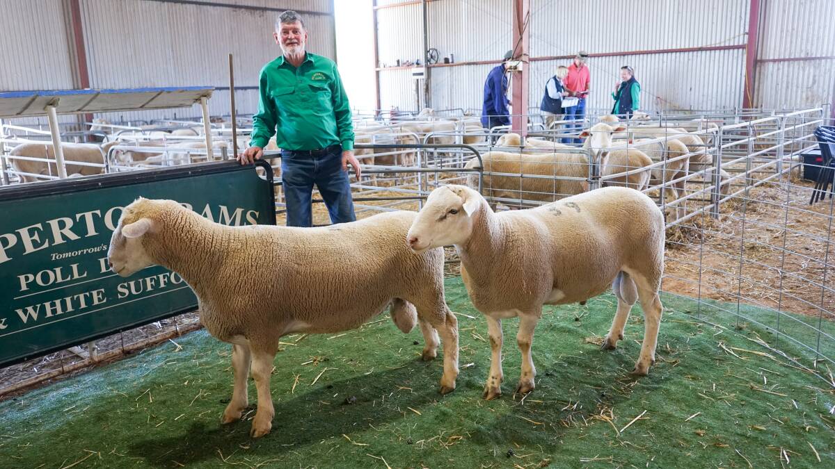 Pepperton Poll Dorset & White Suffolk stud co-principal Roger Trewick with the top-priced Poll Dorset ram and White Suffolk ram. Picture by Rachel Simmonds