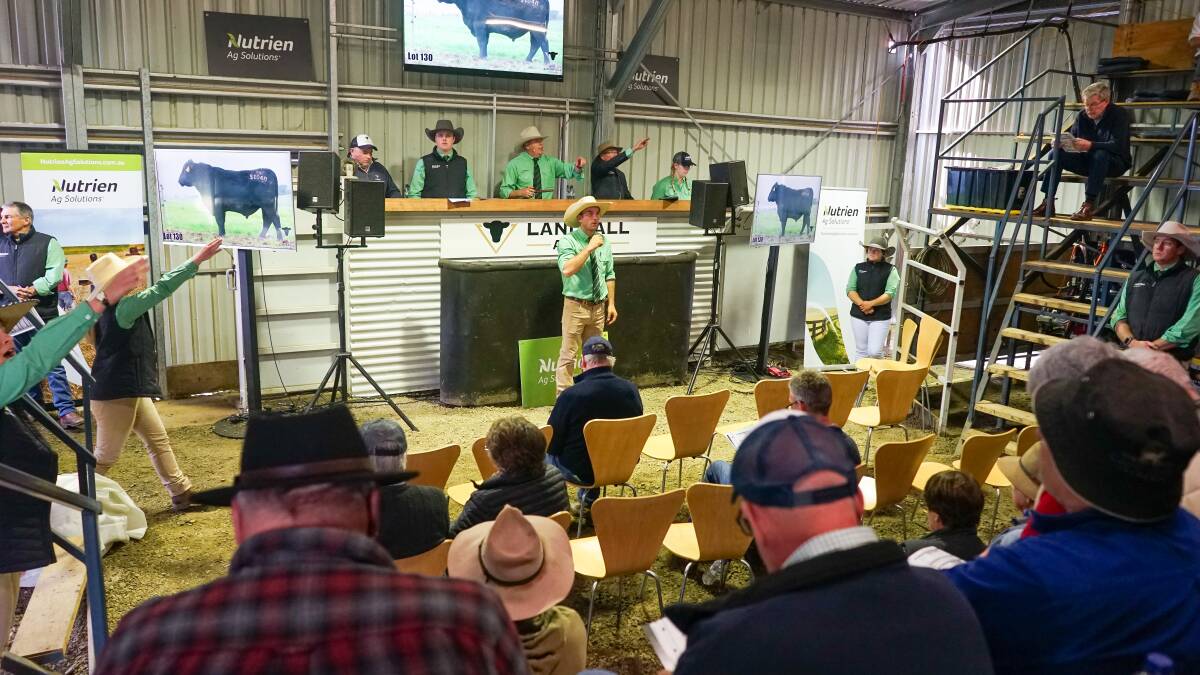 Landfall Angus's 20th spring sale had a total clearance of 251 lots, which Nutrien Ag Solutions Tasmania auctioneer Warren Johnston says could be a southern hemisphere record. Picture by Rachel Simmonds