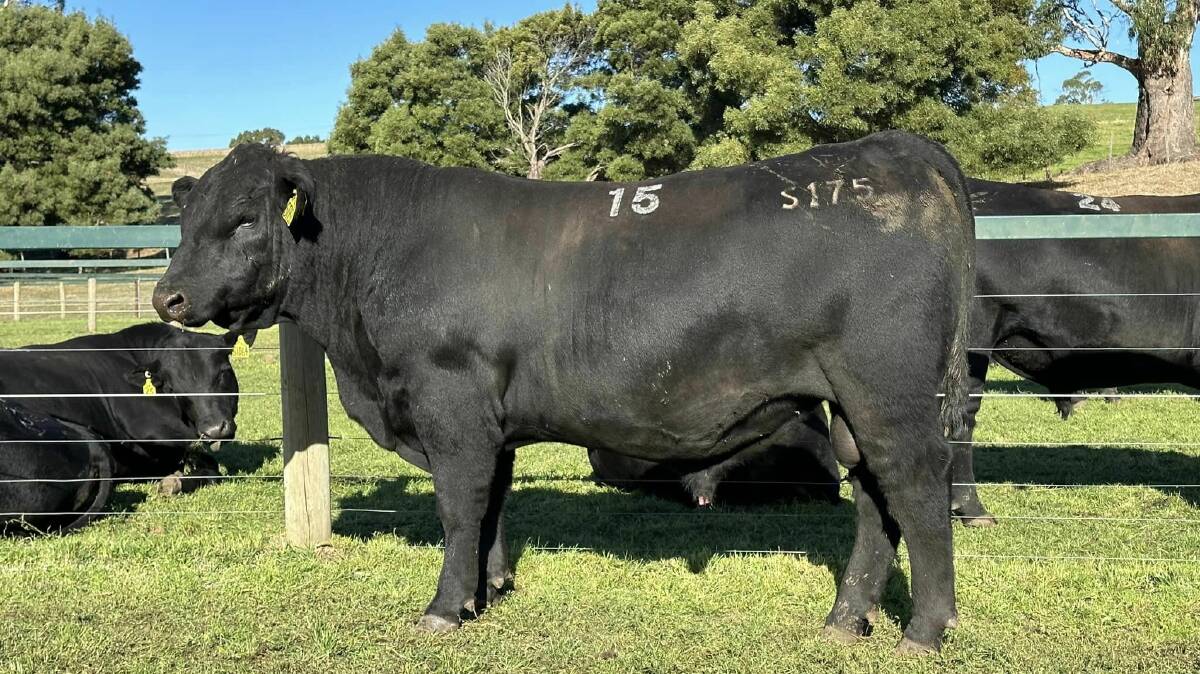 Lot 15 sold for $240,000 at Landfall Angus's annual bull sale at Launceston, Tasmania. Picture by Nutrien Ag Solutions Tasmania
