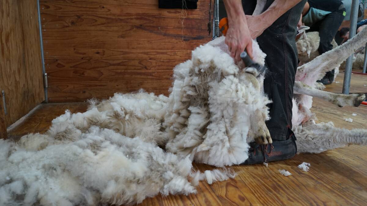 The Australian Wool Production Forecasting Committee's forecast showed shorn wool production for 2023-24 would be 328 million kilograms greasy, or 72.2 million head. Picture by Rachel Simmonds