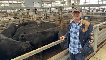 Stewart Mallinson, Cardinia, sold 50-head of steers, heifers and weaners at Pakenham store sale on Thursday.