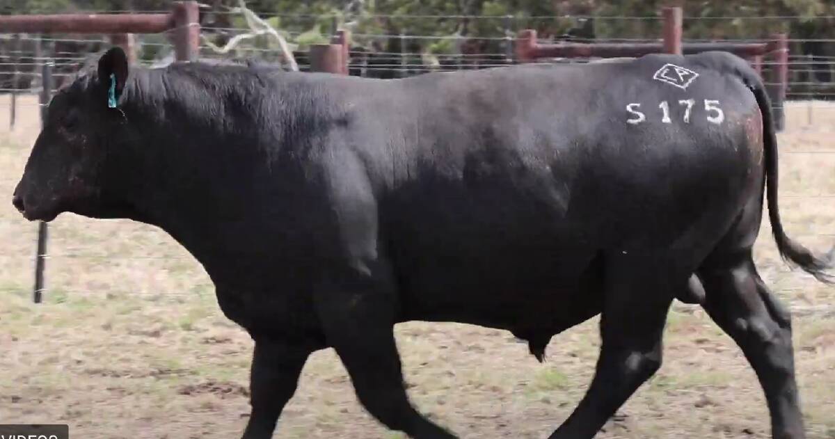 Chiltern Park's top-priced bulls, Lot 2 and Lot 41, sold to $11,000. Picture by AuctionsPlus