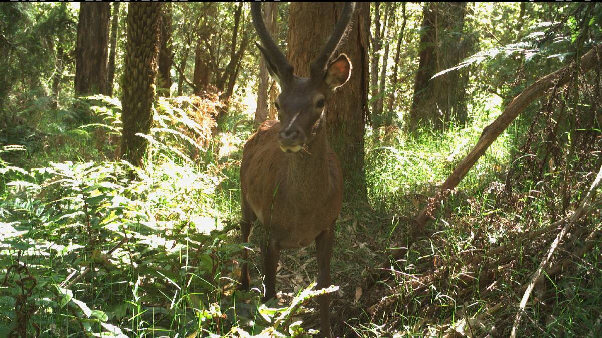 Monitoring cameras show deer populations are prominant throughout the Otways. Picture supplied