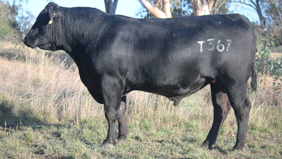 The top-priced bull, Lot 59, Lawsons Trifecta T367, sold for $32,000. Picture by AuctionsPlus
