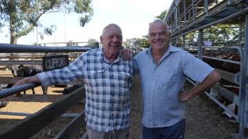 Bob Perry, Carlisle River, sold seven F1 steers, and is pictured with his friend Neil Warner, Emerald, who was visiting the saleyards for the first time.