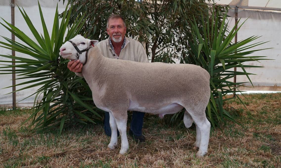 Detpa Grove White Suffolk stud principal David Pipkorn, Jeparit, with the top-priced stud ram, Lot 92, 220811 TR. Picture by Rachel Simmonds