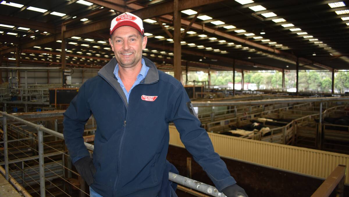 Alex Scott & Staff livestock manager Dave Setches says processors at Pakenham's fortnightly store sale were Westside Meats and Oakdale Meats, with south Gippsland bullock fatteners buying heavier steers. File picture 