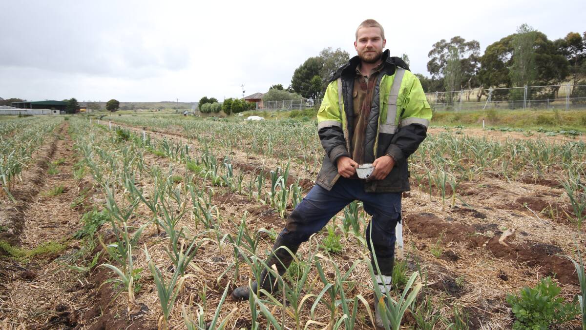 Day's Walk Farm worker Lucas Walsh checking garlic bulbs near ready to be harvested.