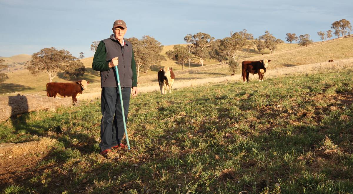 Newcomen stud principal Barry Newcomen, Ensay, said this was the healthiest pasture he had among his 1200 hectares. Picture by Holly McGuinness