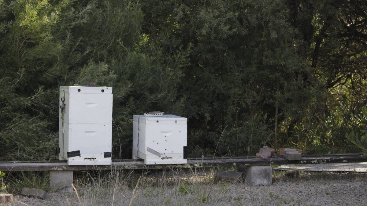 Barragunda Estate, Mornington Peninsula bee hives. Picture by Holly McGuinness