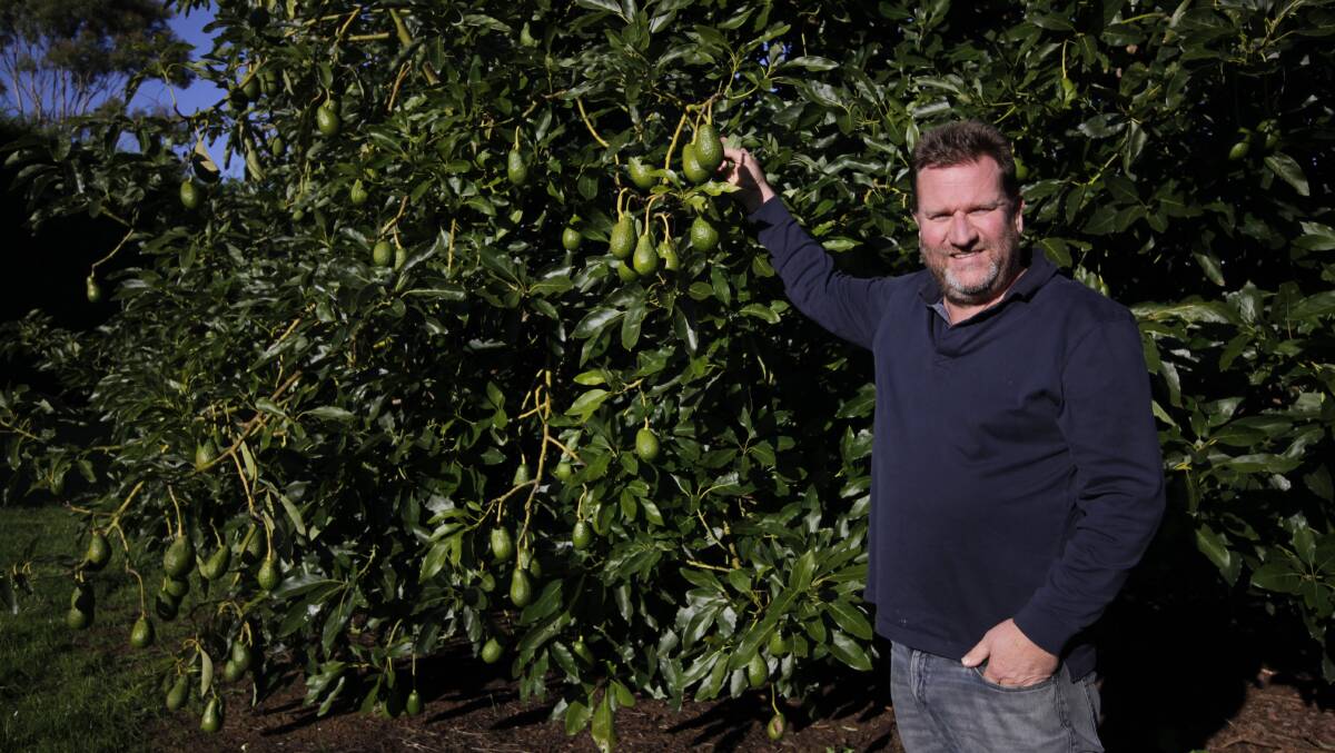 Peninsula Avocados owner, Steve Marshall. Picture by Holly McGuinness