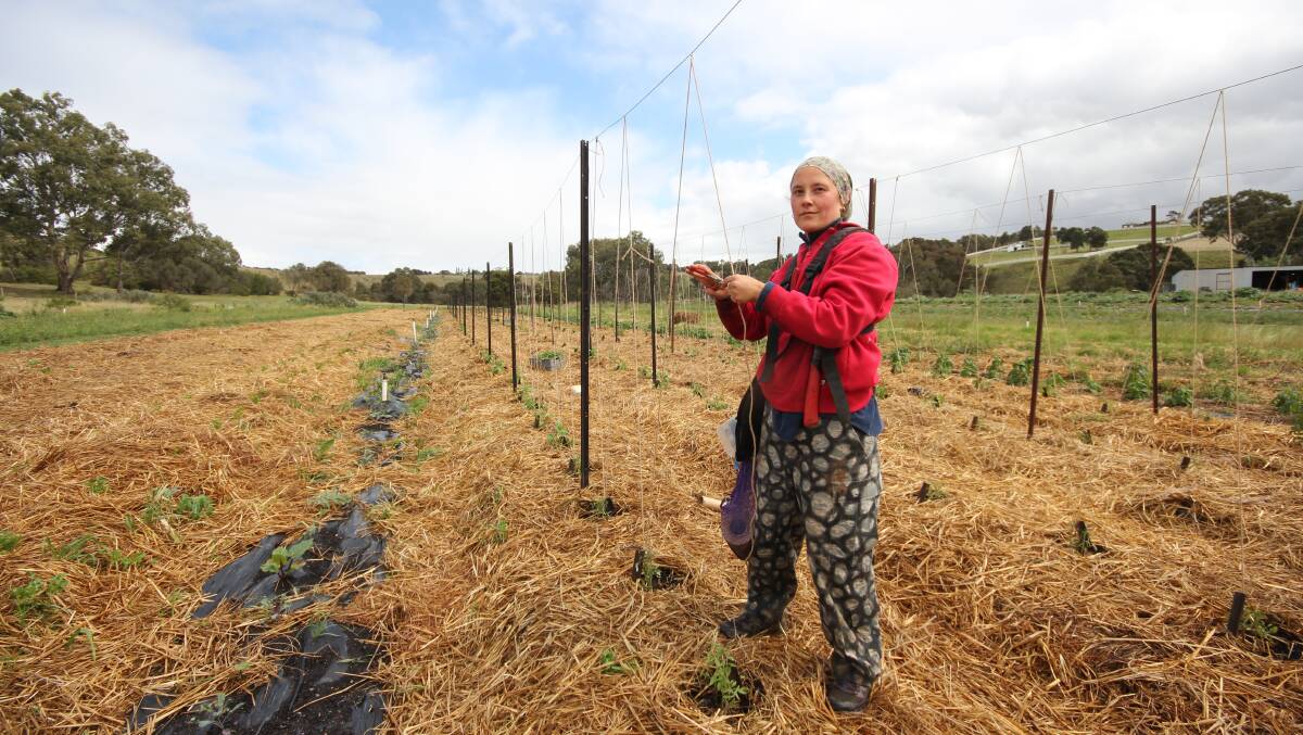 Day's Walk Farm worker, Jade Valeontis trestling tomato vines.
