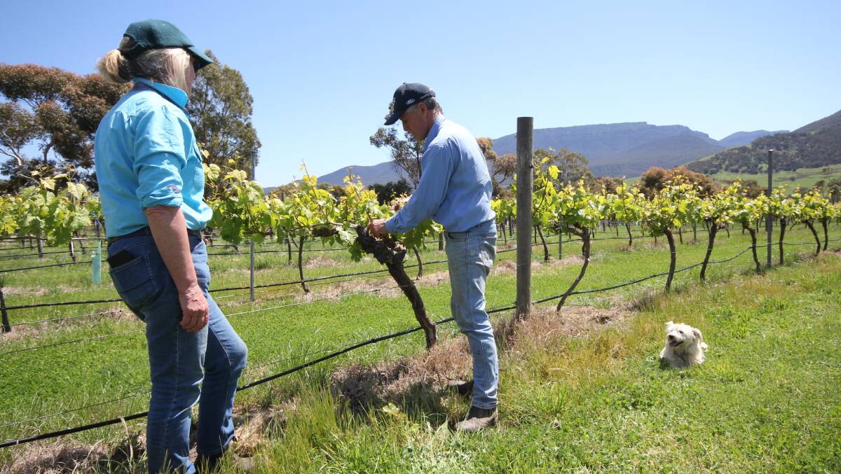Mr and Ms Guthrie tend to their Chardonnay grapes at the Mafeking vineyard.