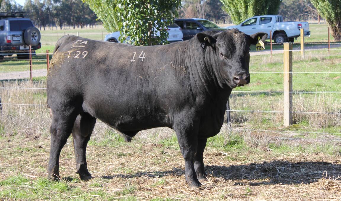 Lot 14, Prime Sterling Pacific T29, that sold for $86,000 on Friday. Picture by Holly McGuinness