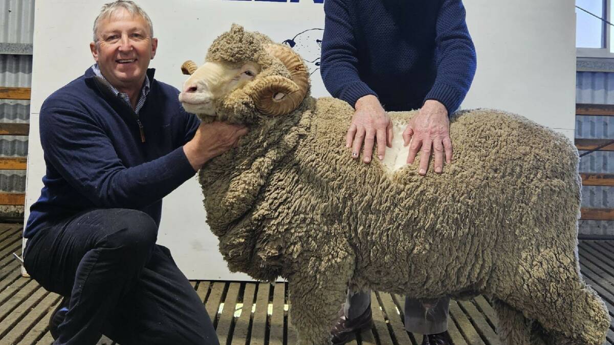International demand for Glenara Merino's, as rams purchased from NZ and UK studs