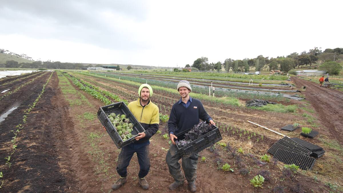 Paul Miragliotta and Nico Halton with recent harvest returns at Day's Walk Farm. Pictures by Holly McGuinness
