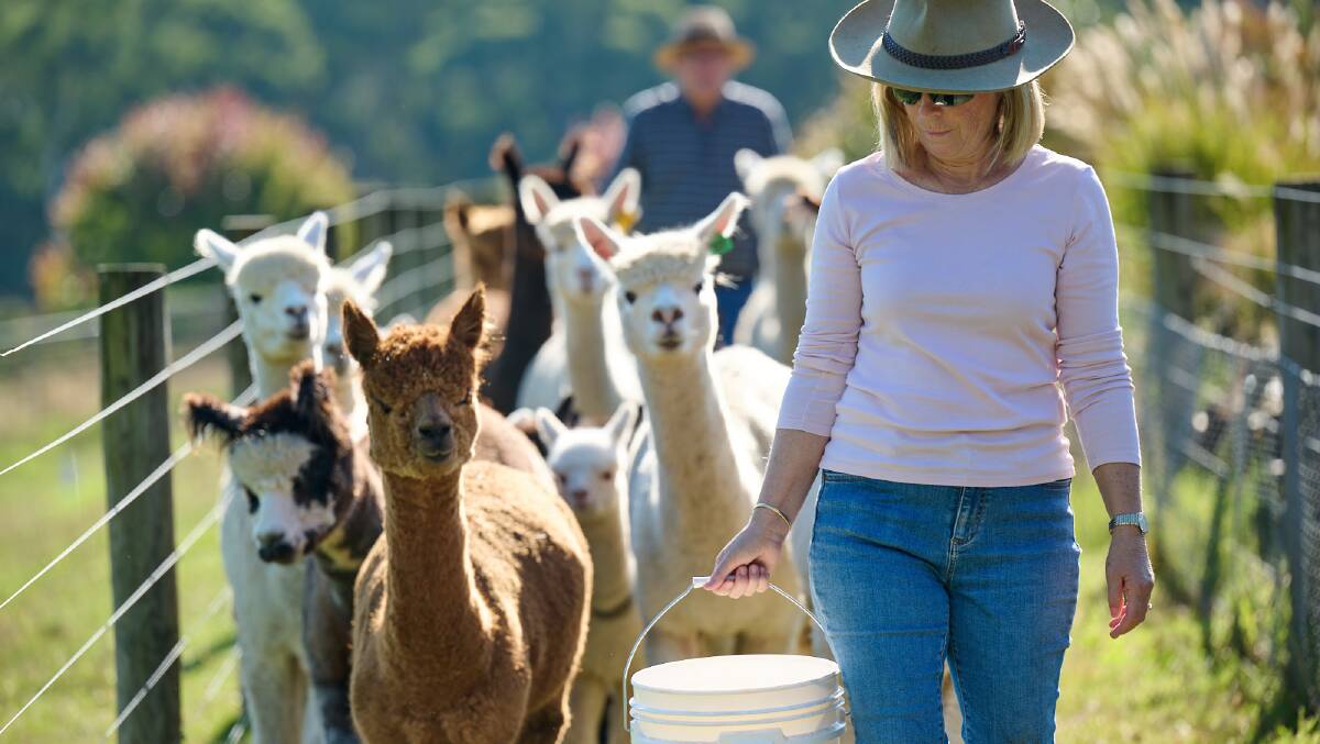 Australian Alpaca Association Victorian Eastern Region (VER) secretary and Auravale Alpacas stud principal Lynda Holdsworth. Picture supplied