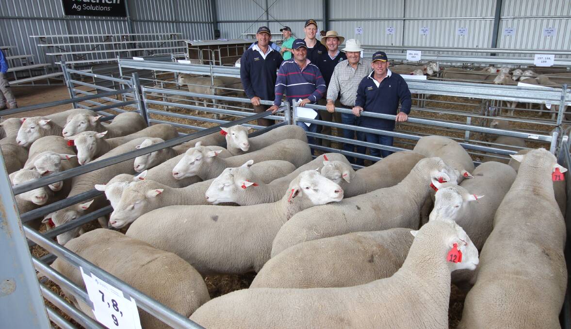 Grant and Carl Hausler, Janmac Poll Dorset and White Suffolk stud, Goroke, Craig Rich, Rich Farming, Stuart Kyle, Westech AG Kyle Livestock, Kaniva, Bill Rich, Rich Farming, Goroke, and Bryce Hasuler, Janmac Poll Dorset and White Suffolk stud, Goroke, with the Rich family's volume buy pens of 25 rams. Picture by Holly McGuinness