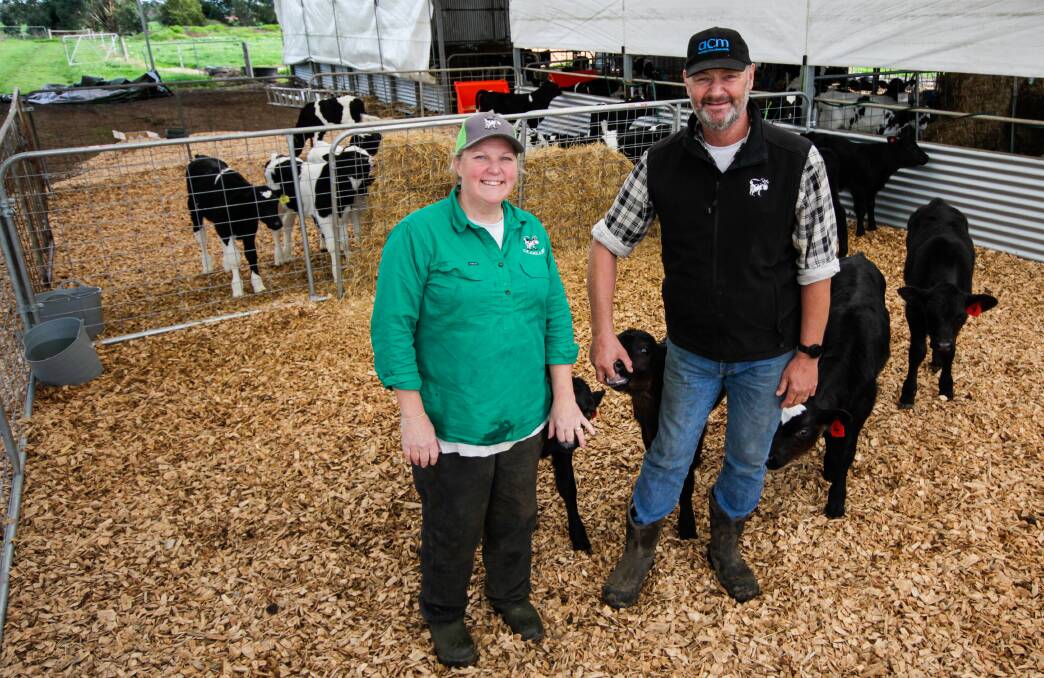 Larpent dairy farmers Sam Simpson and Mark Billing with Angus/dairy-cross calves. Pictures by Holly McGuinness