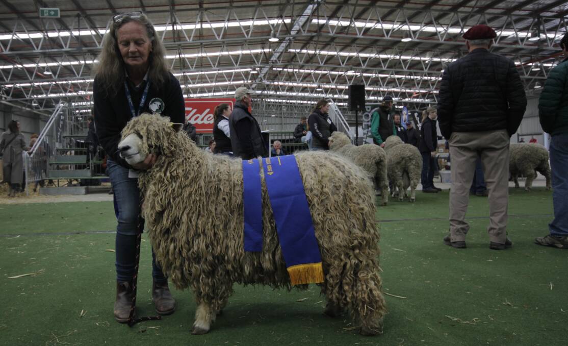 Allaray Lincoln stud principal Helen Raven with champion Lincoln ram. Picture by Holly McGuinness