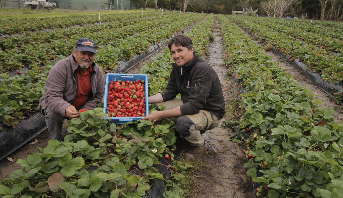Rocky Creek Strawberry Farm owners Mick and Matt Gallace have just re-purchased Sunny Ridge Strawberry Farm after six years away. Picture by Holly McGuinness