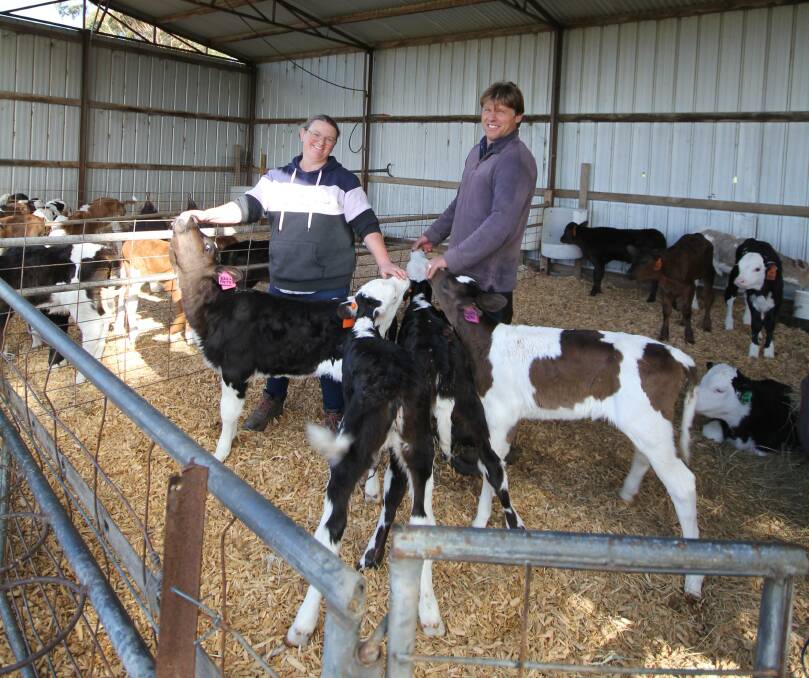Annette and Adam Eldridge with this season's newborn calves. Picture by Holly McGuinness