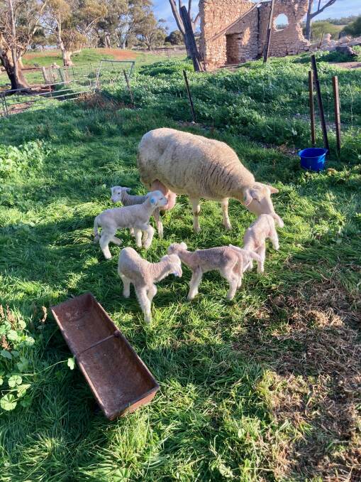 Quintuplet mum, 2019 Suffolk ewe gave birth early Saturday morning to two healthy ewes and three ram lambs. 