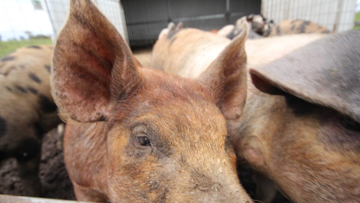 Pigs at Mr Burns' farm are sent to processing around seven months of age.