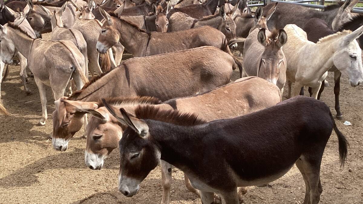Eliezer Robinson, Robinson Livestock, Coramba, has trucked about 700 donkeys from stations in the NT, WA and SA. Picture supplied
