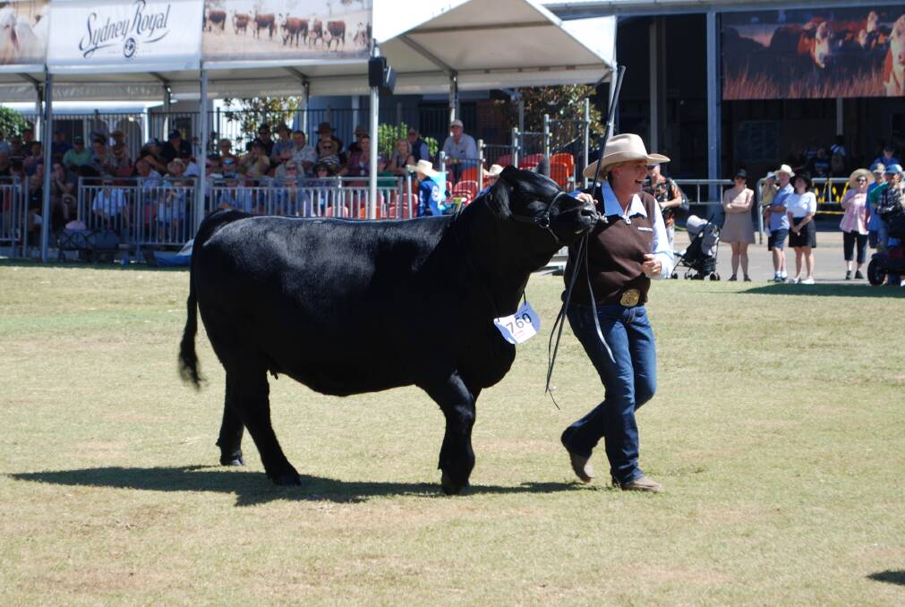 The win was an emotional moment for handler and breeder Samantha Moeck, VC Simmentals, Binda. Picture by Rebecca Nadge.