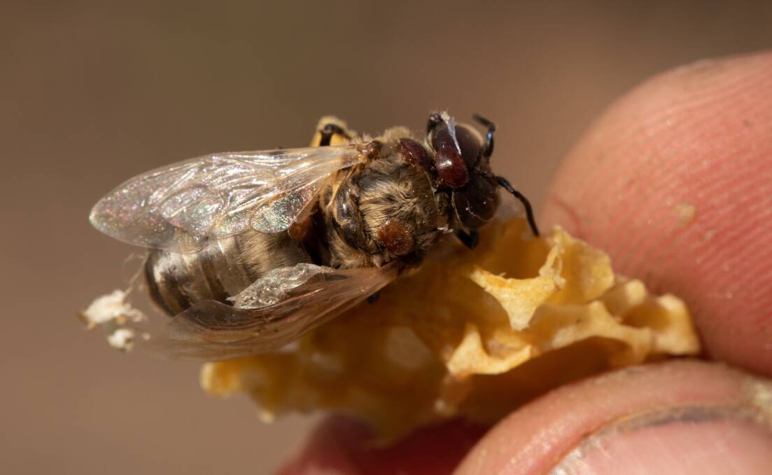 Australia was the last major honey producing country free of Varroa mite. Picture by Shutterstock.