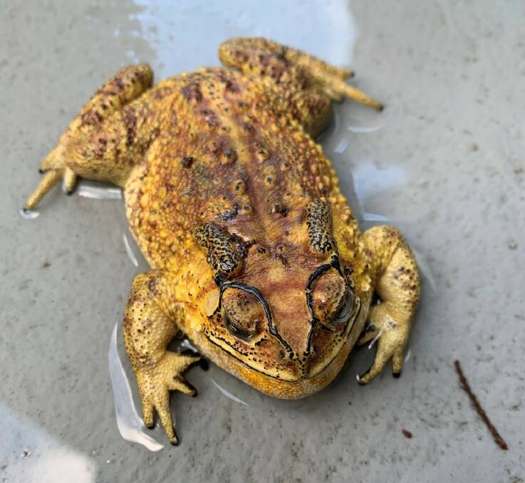 Asian black-spined toads are considered a serious biosecurity threat. Picture supplied.
