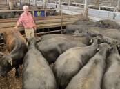 Elders Pakenham livestock manager Denis Linley represented Glendale Pastoral, Torwood, which sold 286 mixed-sex Angus calves that sold to $1100 at the fortnightly sale.