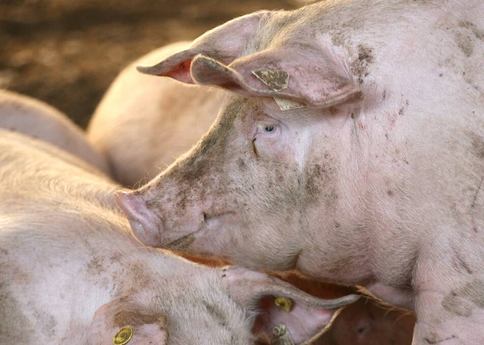 Pig welfare standards in Victoria match those internationally, said an Agriculture Victoria spokesperson. Picture via Shutterstock