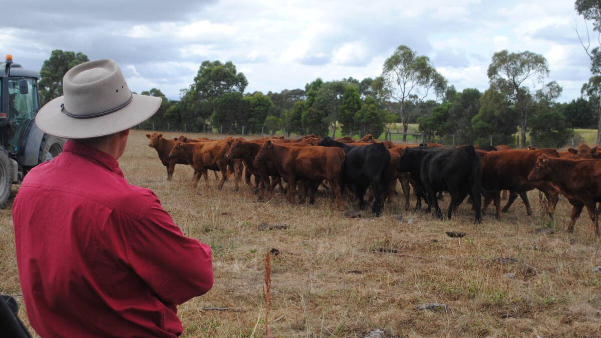 Tony Morgan, Bayles, inspected his Red Angus-sired cattle. Picture by Barry Murphy 