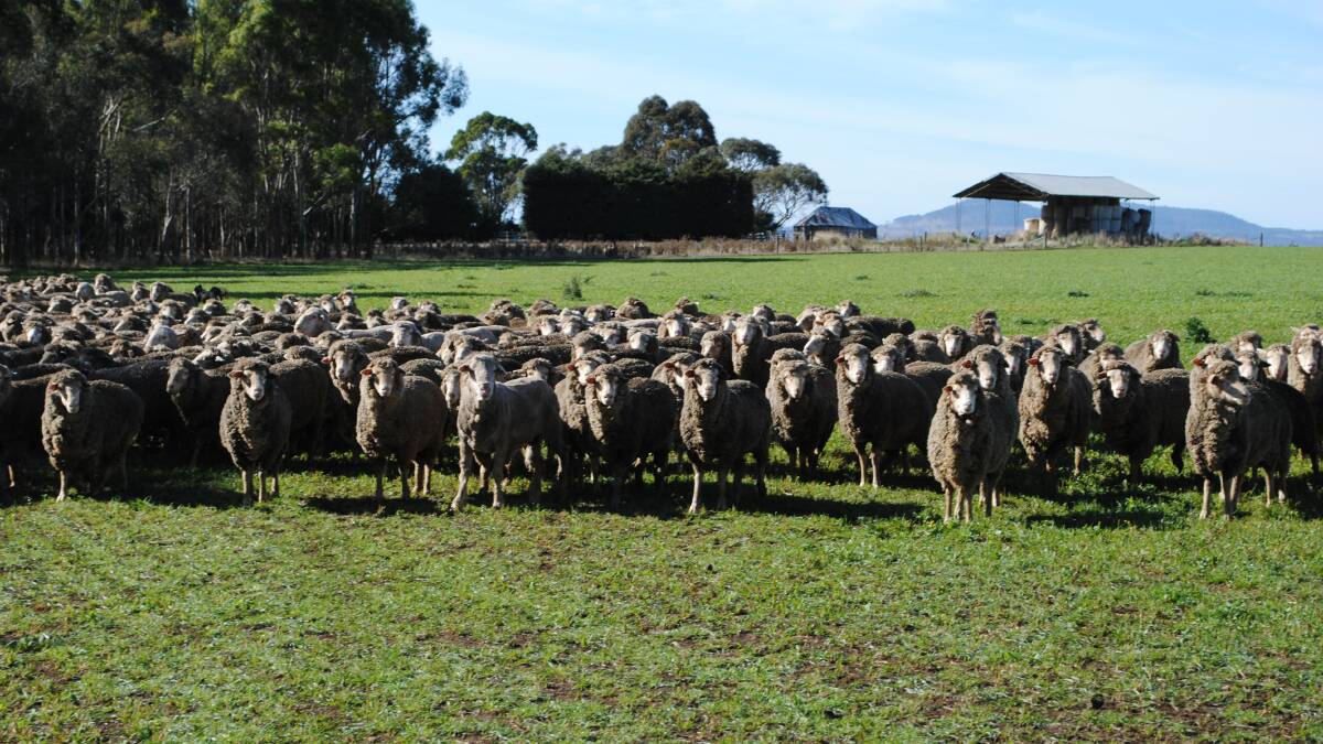 The Smiths ran a 5500-ewe sheep operation alongside their accommodation business. Picture by Barry Murphy 