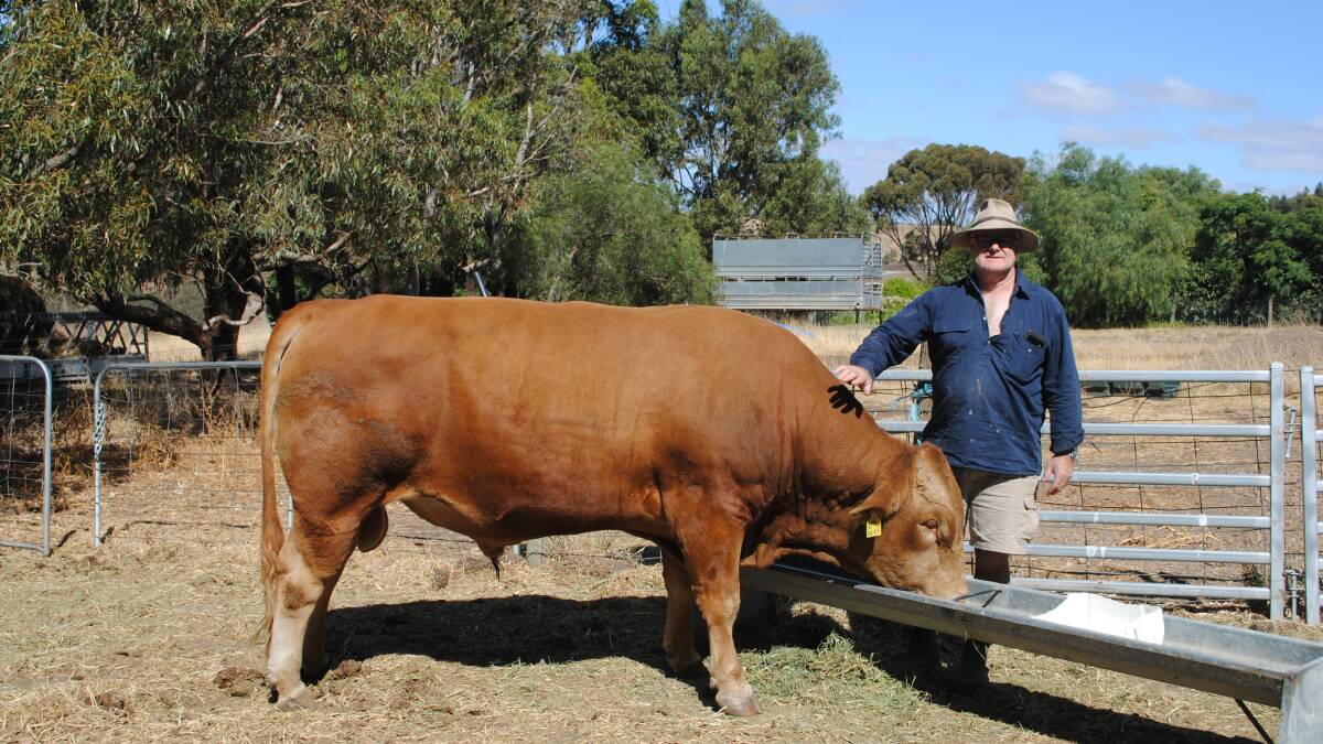 Mr Trethewey with his new stud bull. Picture by Barry Murphy 