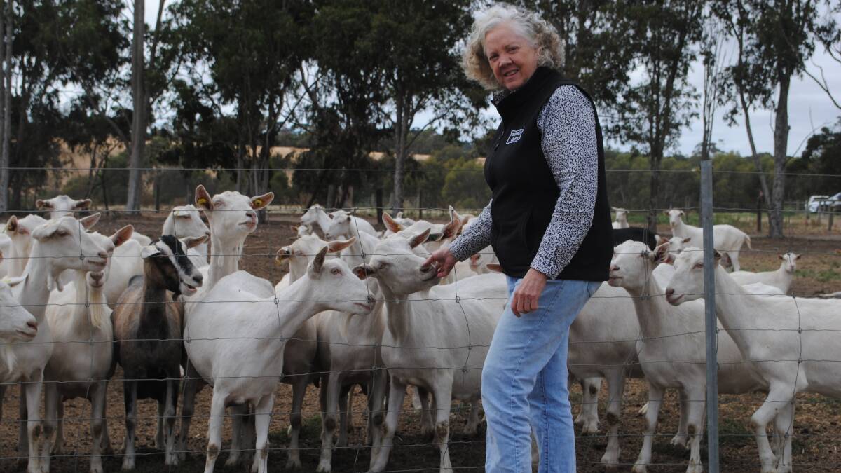 Meredith Dairy co-founder Julie Cameron with some of the milking herd. Picture by Barry Murphy