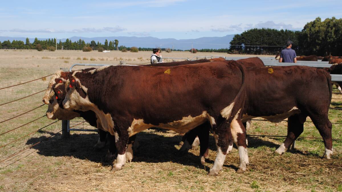 Some of the Quamby Plains Poll Hereford bulls for sale. Picture by Barry Murphy 