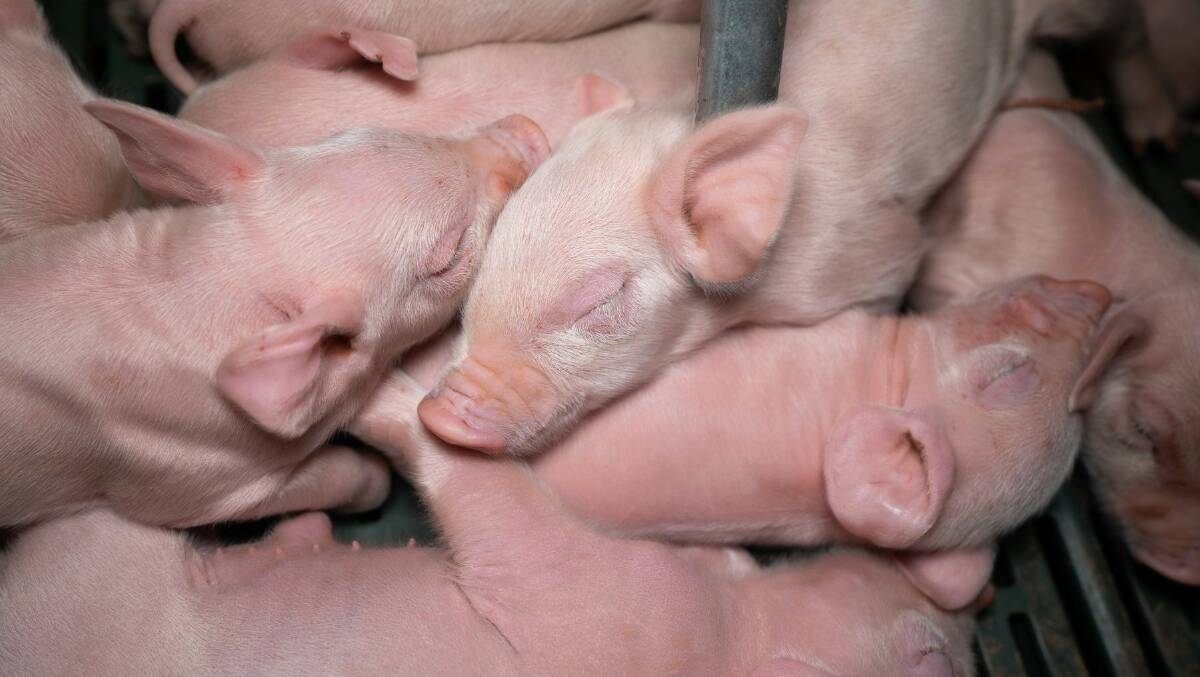 Animal welfare activists called for an end to pig farming in Victoria during a parliamentary hearing on Tuesday. Picture supplied by the Farm Transparency Project (FTP)