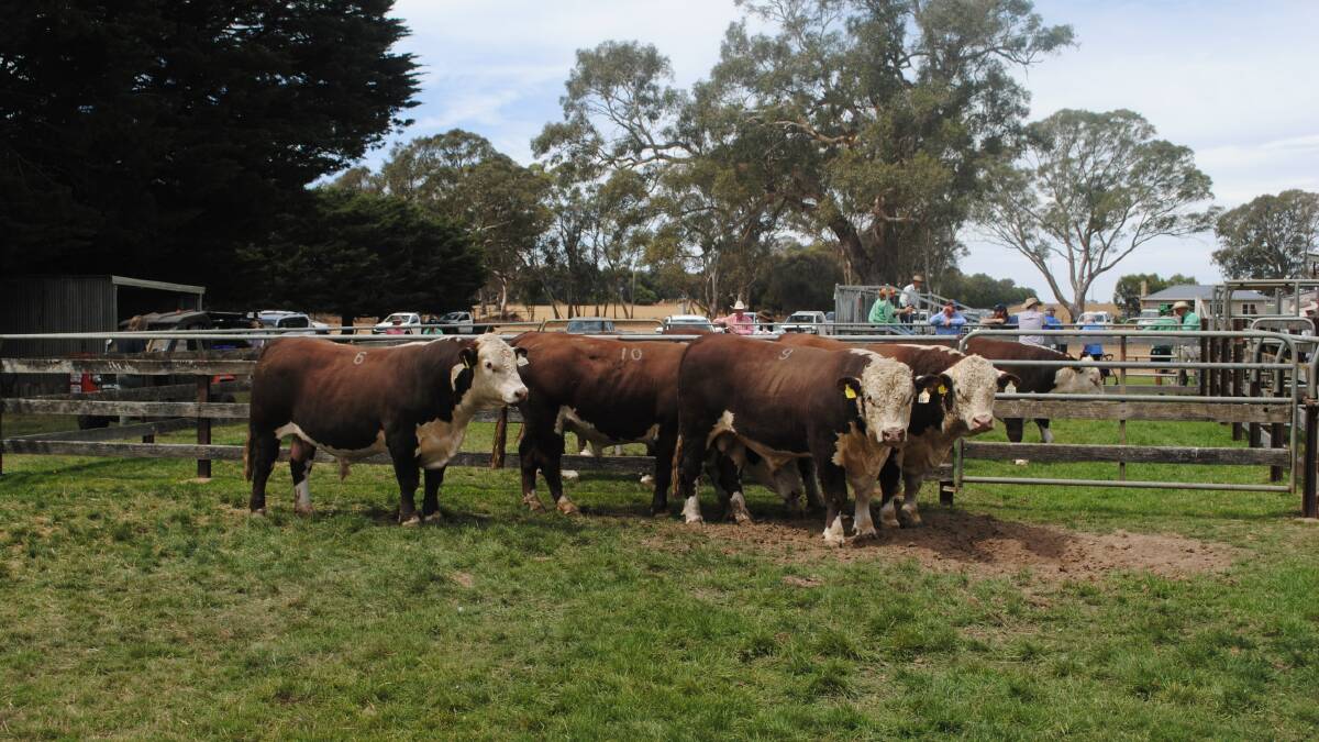 Some of the bulls for sale at Melville Park Hereford's stud sale. Picture by Barry Murphy